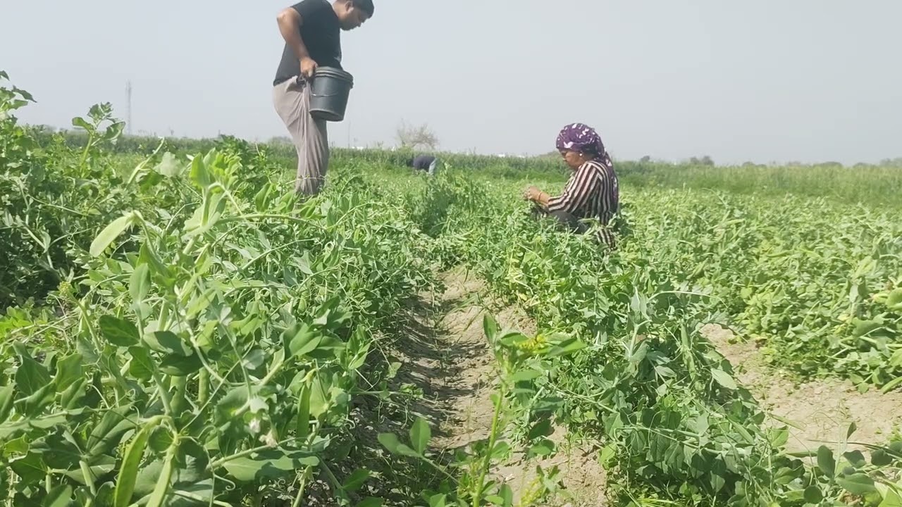 Farmer Life, Working on field mattr ki tudai 
