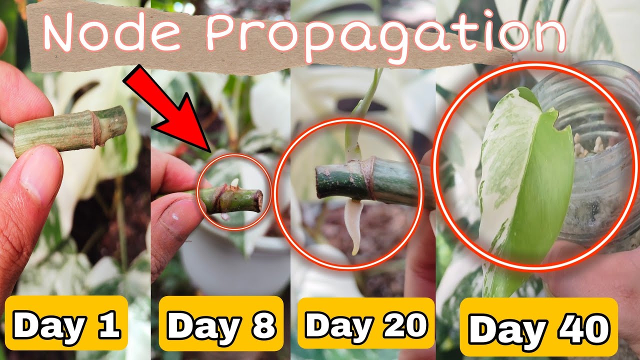 SMALL MONSTERA ALBO NODE  PROPAGATION  [Day 1- Day 44] 100% Effective Result