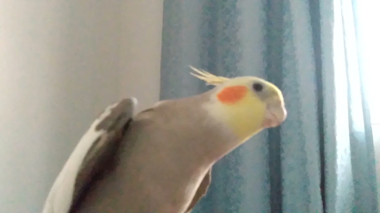 Calopsita canto acasalamento! para chamar atenção da Fêmea!