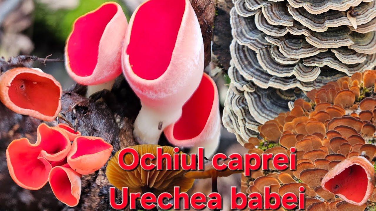 Ochiul caprei/Urechea babei(Sarcoscypha Coccinea)