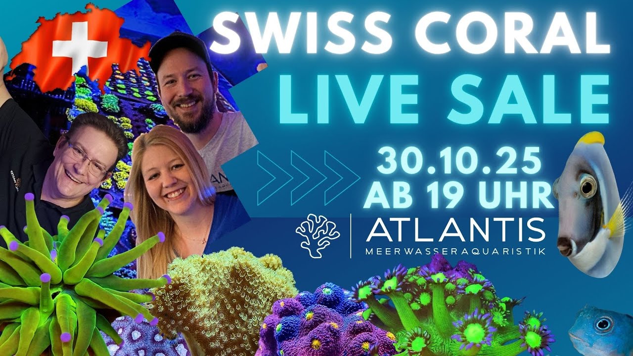🪸 Atlantis Aquaristik CORAL LIVE SALE 🇨🇭 | Atemberaubende Korallen, Rabatte & Reef-Action! 🌊