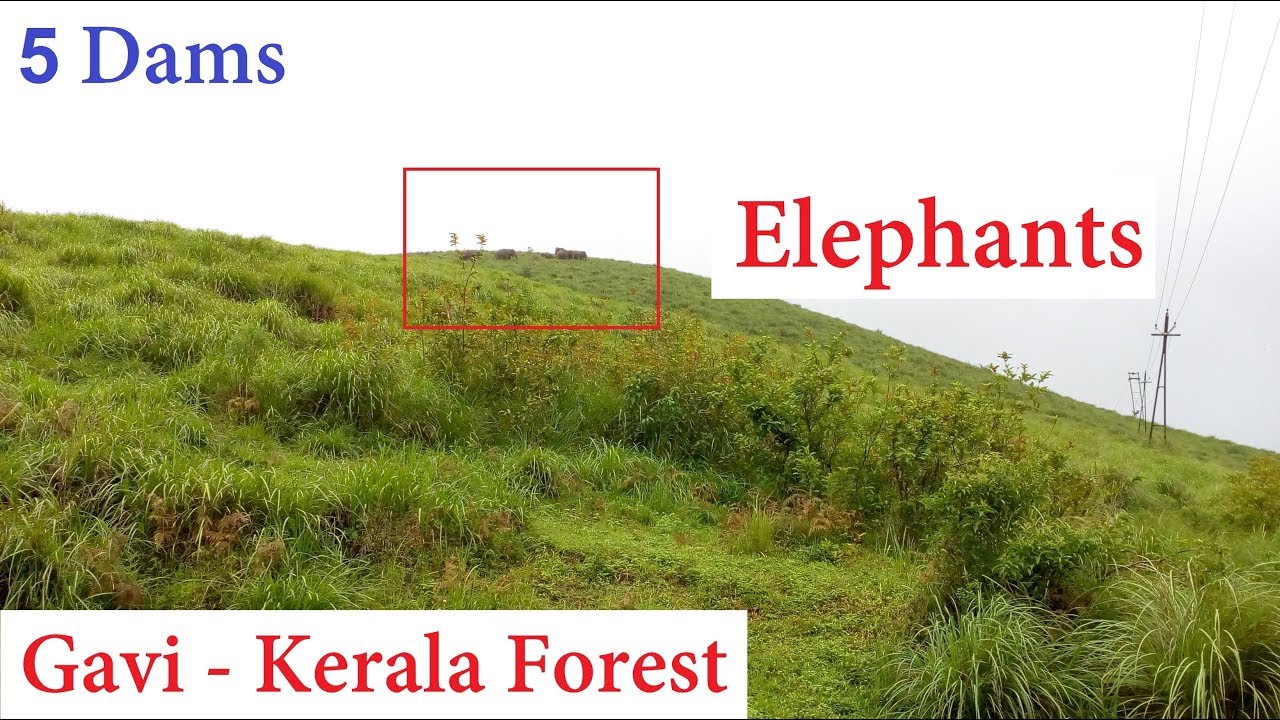 Gavi - Must Travel Once in a Lifetime on this Kerala Forest Road !!!