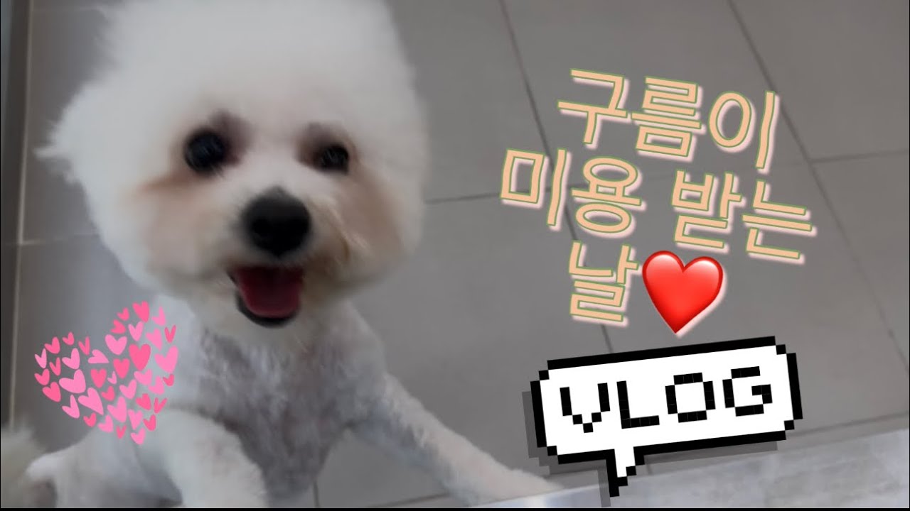 비숑 븨로그)언니랑 미용을 받으러가요