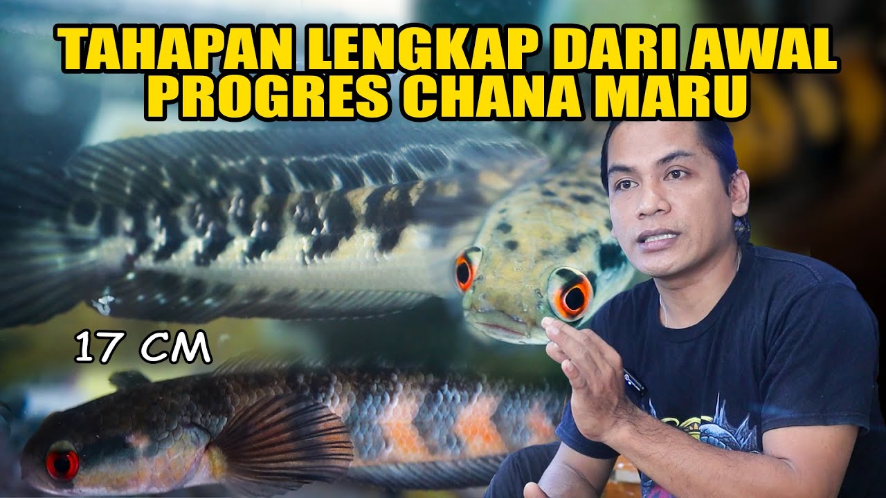 FULL dari Awal Tahapan Step by Step Cara Progres Channa Maru Red & Yellow