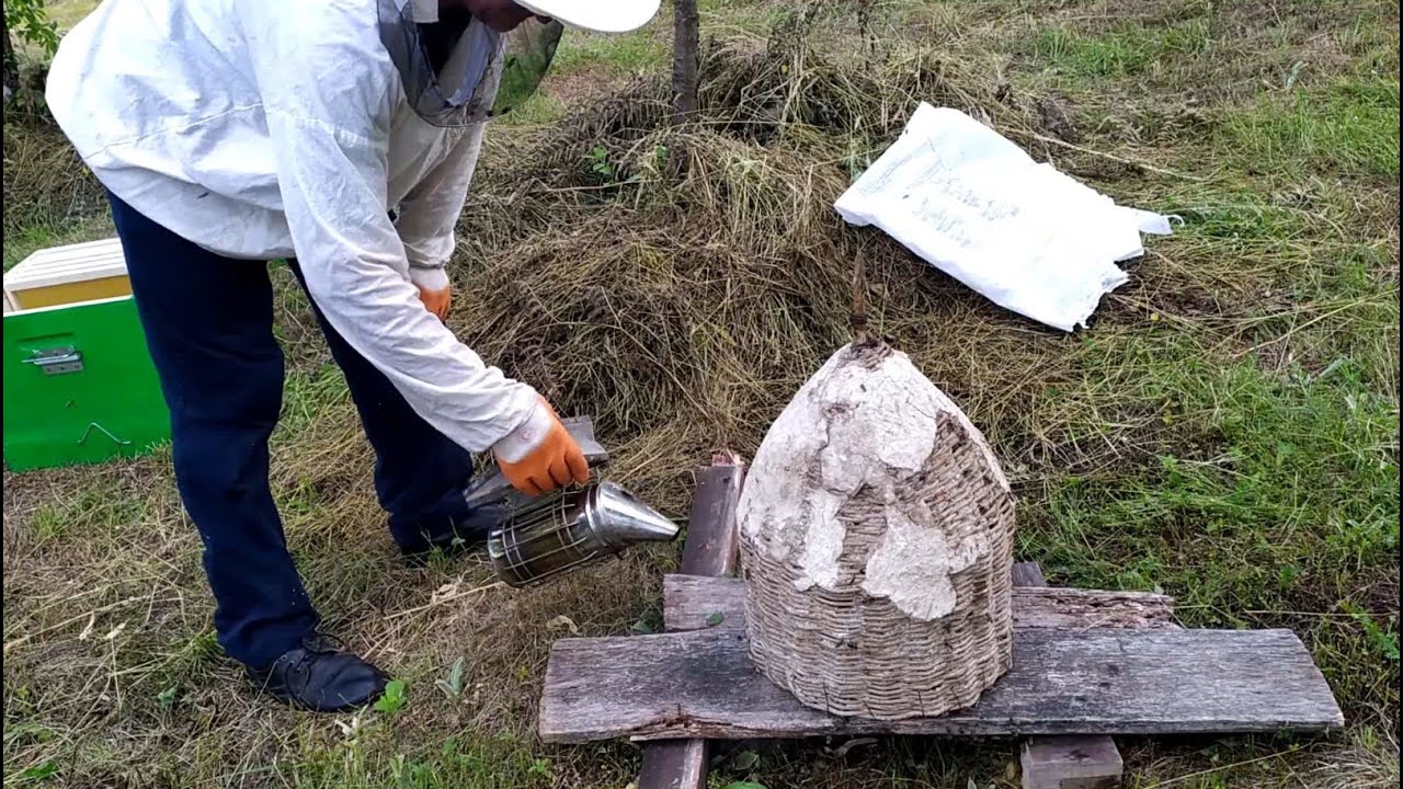 Prirodan Roj, Useljavanje Roja u Košnicu.
