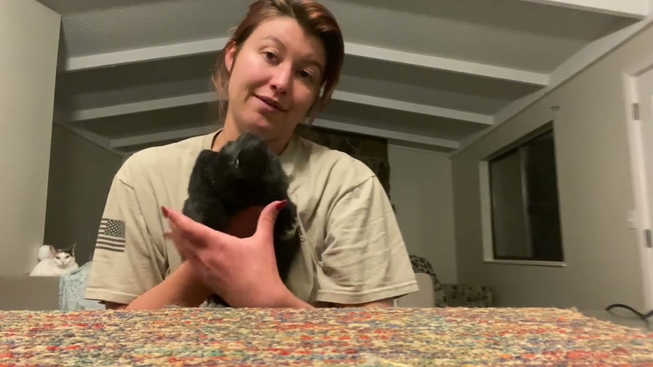 Evaluating Silver Fox Rabbit Kits At 9 Weeks