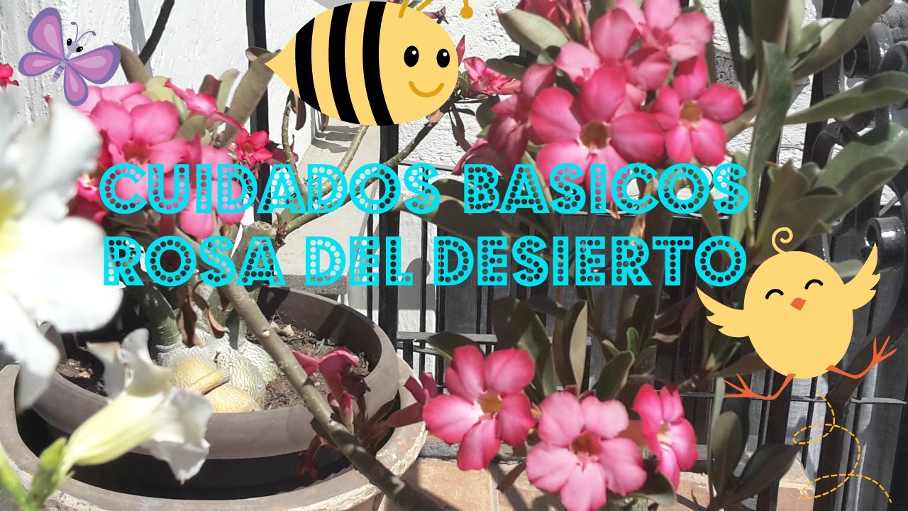 Cuidados Basicos de la Rosa del Desierto