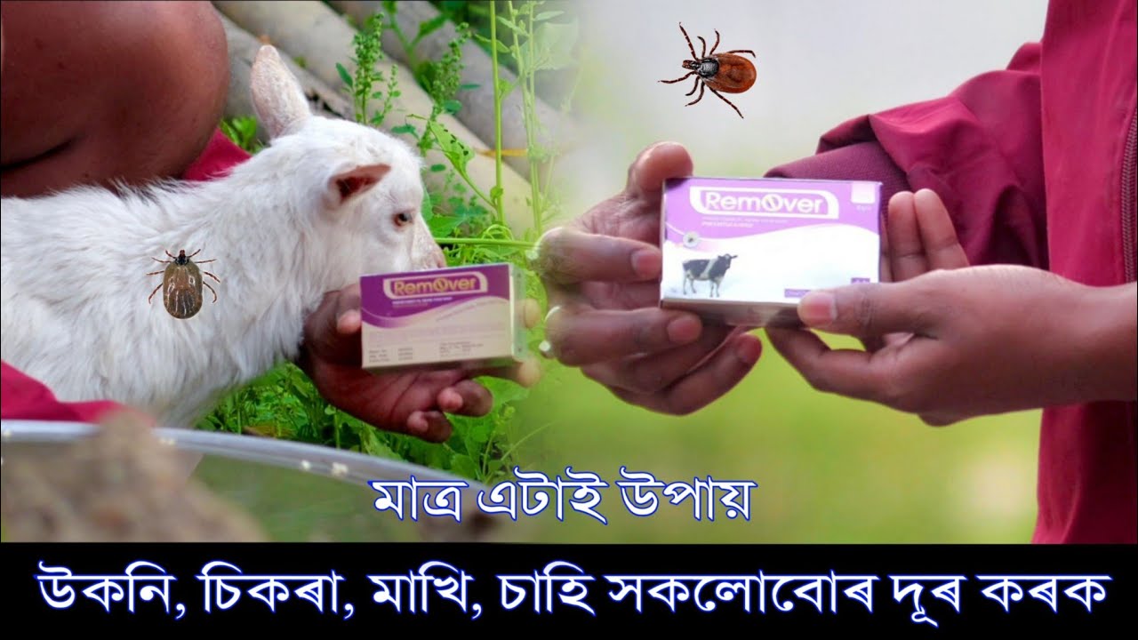 Remover soap for animals uses in assamese 2024 - ছাগলী গৰুৰ চিকৰা বা উকণি হলে এই চাবোনটো ব্যৱহাৰ কৰক