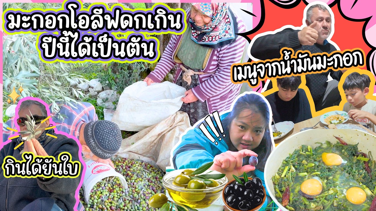 EP465 ช่วยครอบครัวสามีเก็บมะกอกโอลีฟปีนี้ดกมาก ขึ้นเขาเก็บผักมาทำเมนูท้องถิ่นจากน้ำมันมะกอกทำเอง