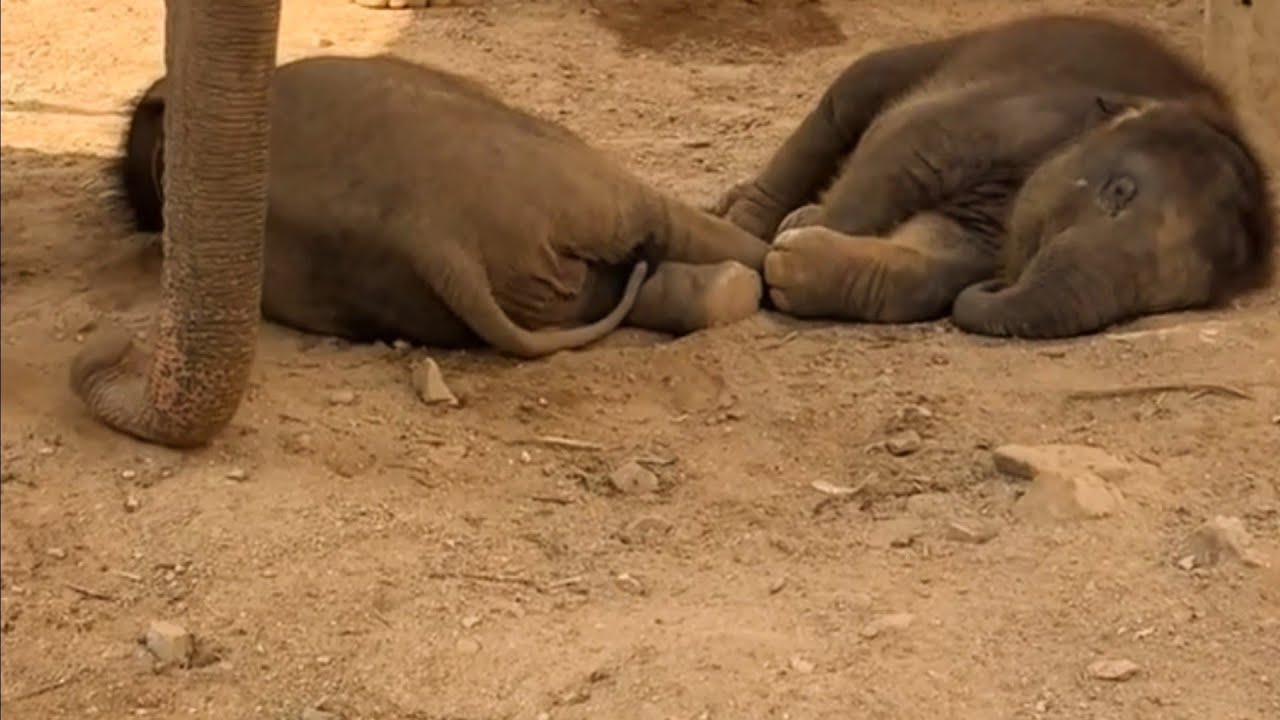 Watch who gets up first: Adorable twin baby elephants taking a nap