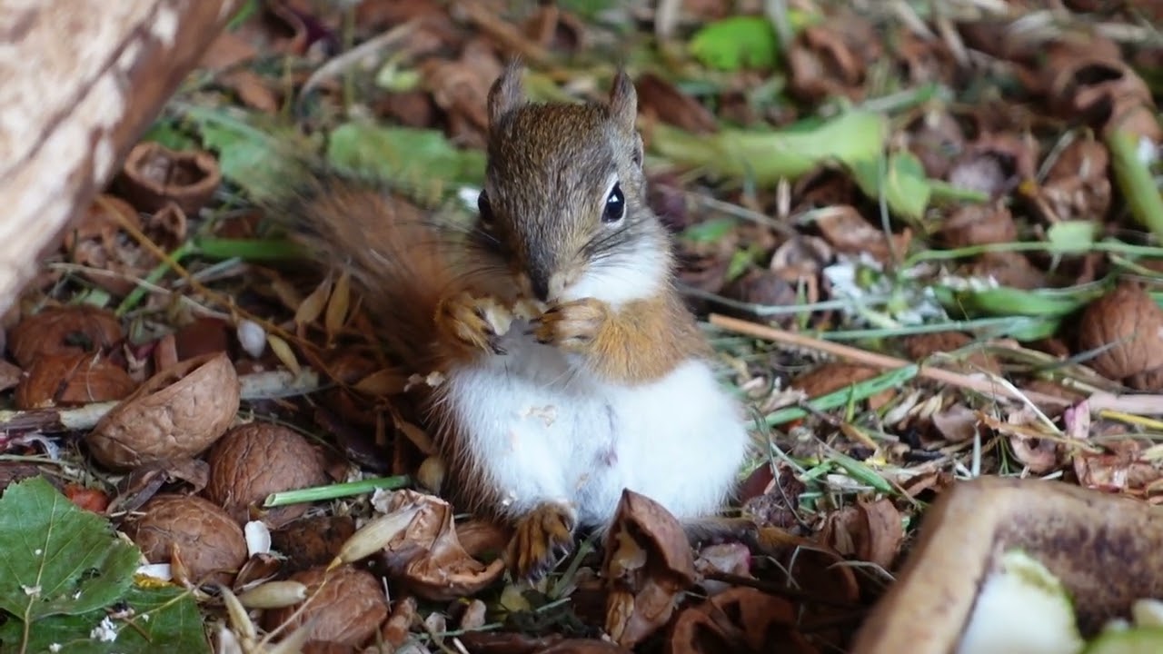 wiewiórki Hudsona,młode wiewióreczki przy obiedzie, young squirrels #animals #cute #squirrel #aviary