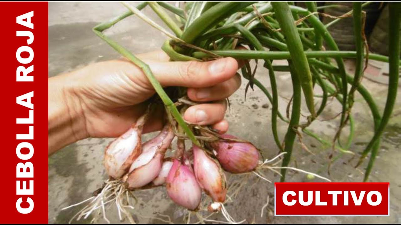 APRENDE A CULTIVAR CEBOLLA ROJA EN MACETAS USANDO BULBILLOS