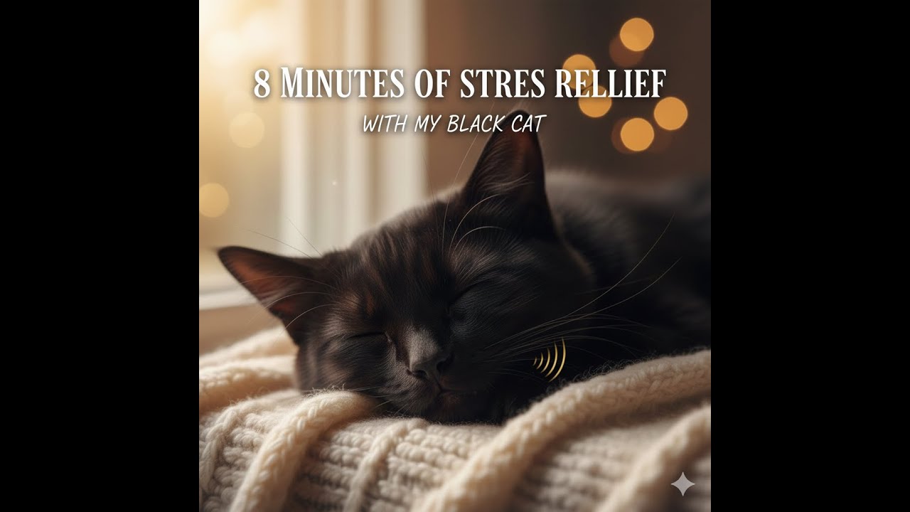 8 Minutes of Instant Stress Relief with My Black Cat