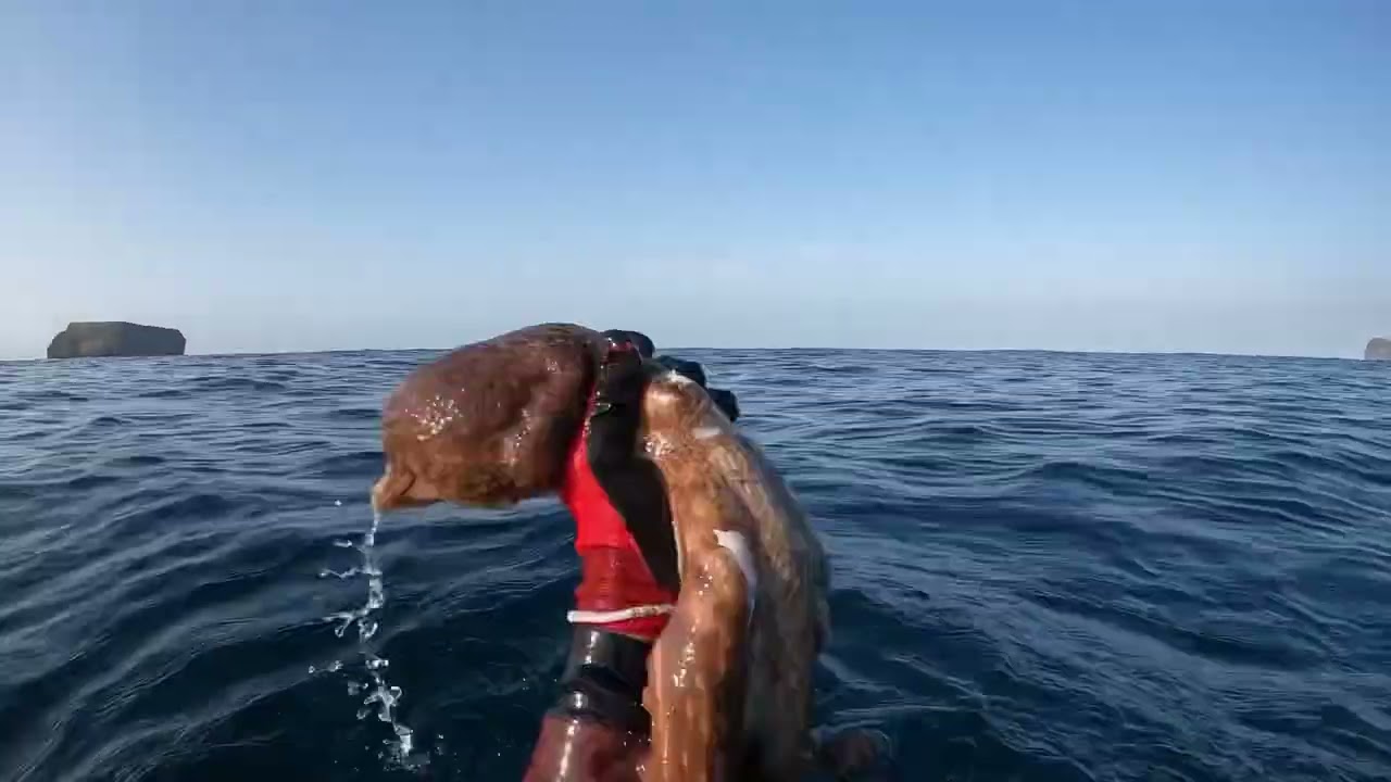Pesca submarina ilha terceira Açores polvos 2023