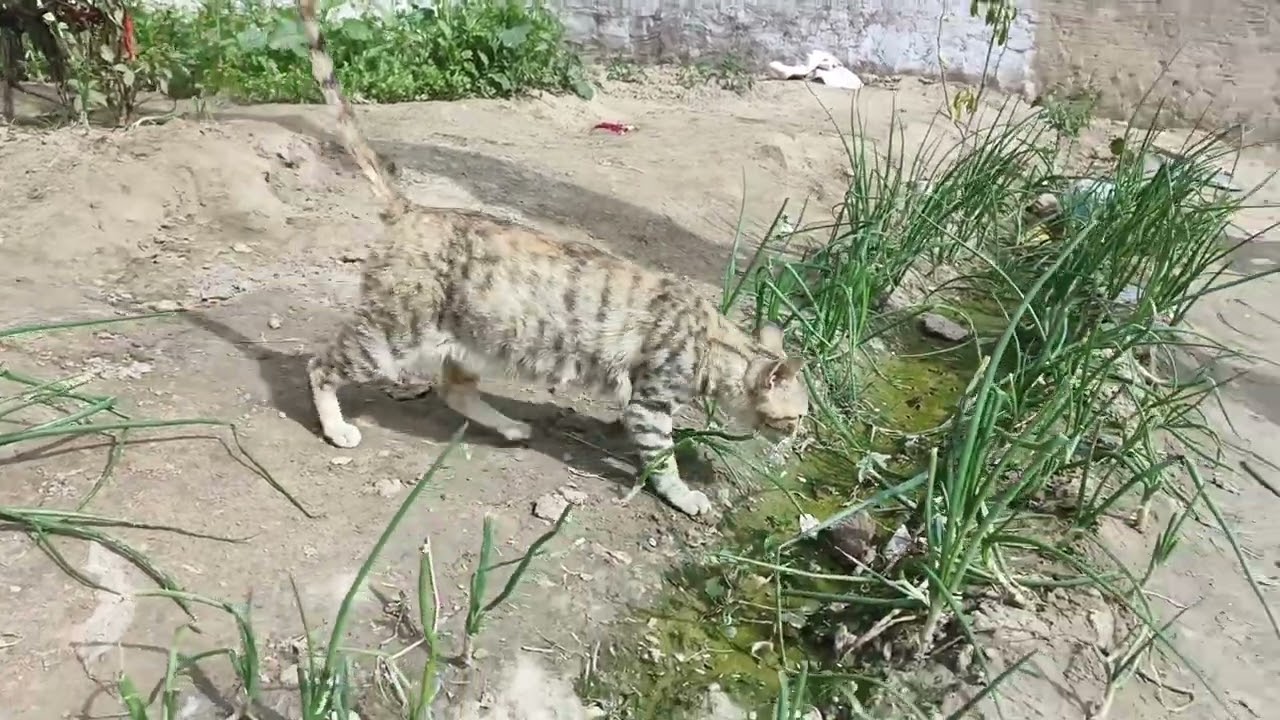 Funny cat in village walidlife yollow and black cat 