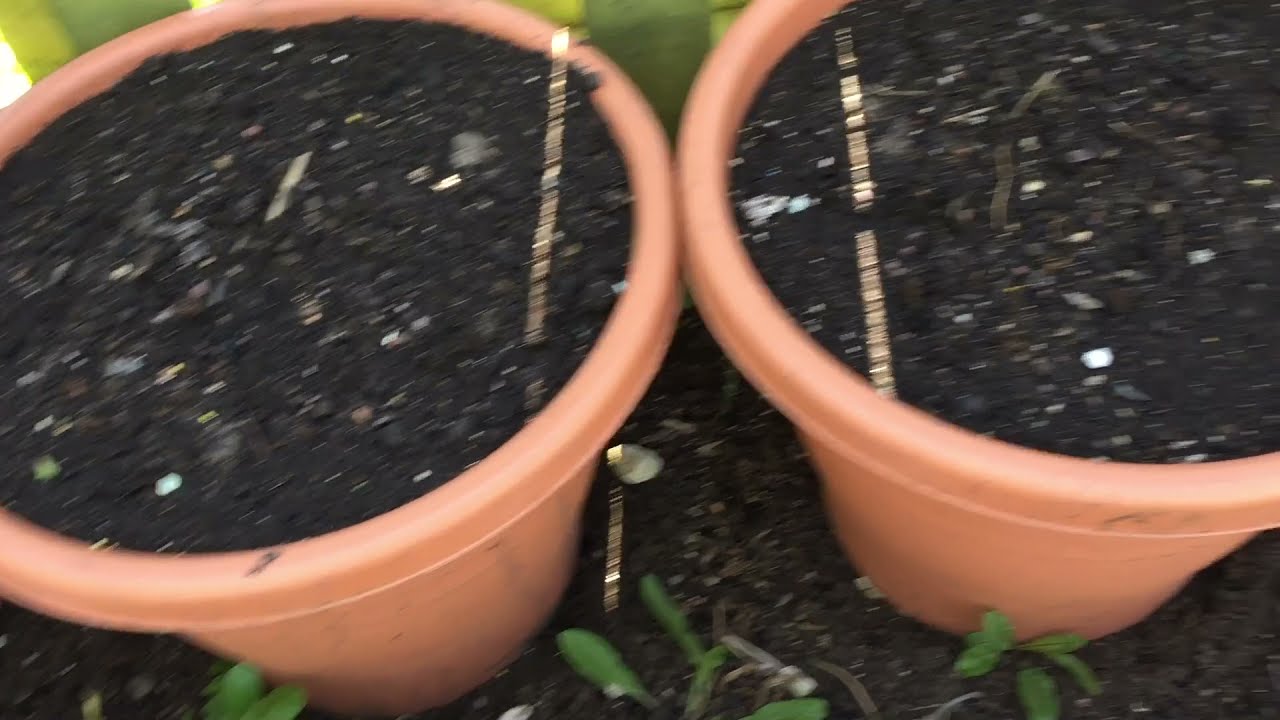 | HOW TO MAKE COMPOST | SHOKER BAGAN | UK BANGLA GARDEN | MAY 2021 | EPISODE 6 |