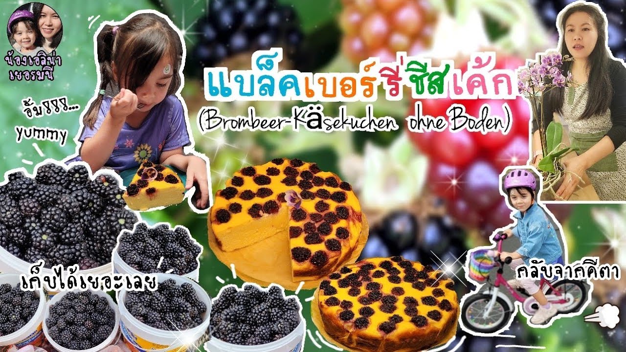 EP.183Brombeere💜ทำแบล็คเบอร์รี่ชีสเค้ก🍰//เก็บแบล็คเบอร์รี่🍇//ซื้อของในซุปเปอร์มาร์เก็ต🛒