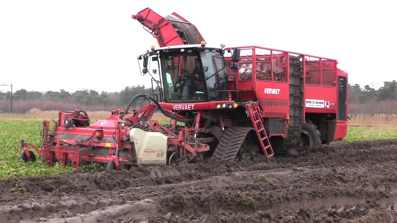 Bieten oogst 2023 | Beet harvest in the mud | Vervaet Q 616 op rupsen | Fendt 826/722 | Dezeure