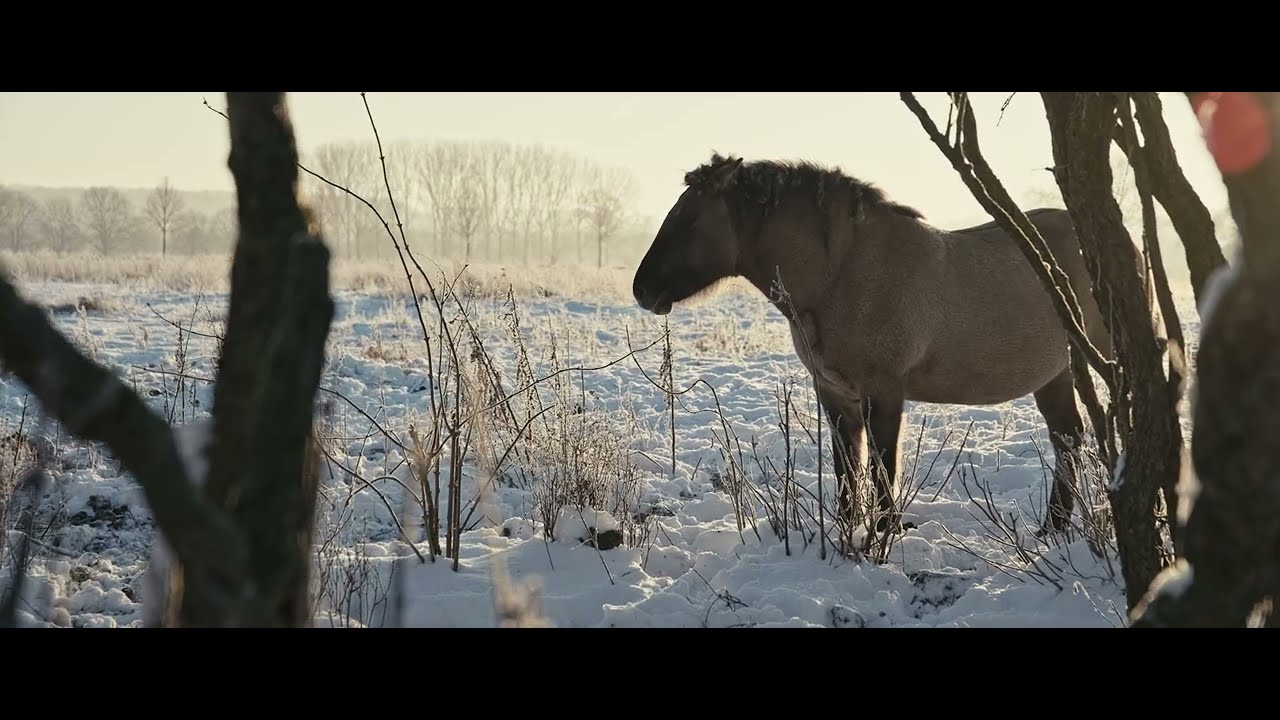 SNOW IN ZUID-LIMBURG
