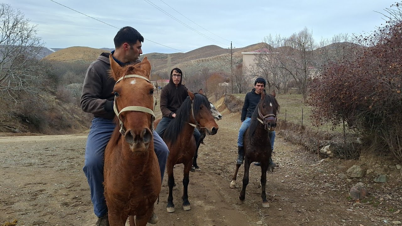 At yarışına hazırlıq