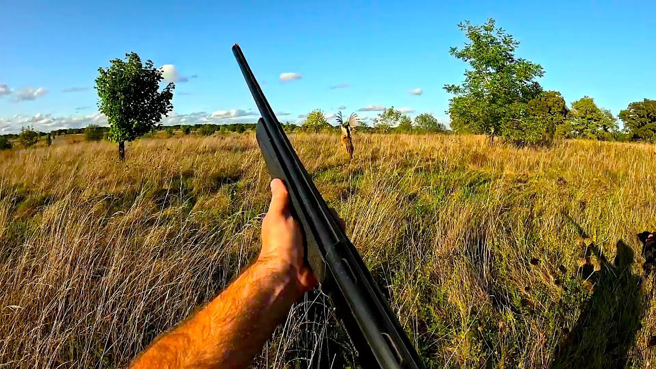 chasse faisan ,tir faisan , chasse petit gibier au chien d'arr&ecirc;t
