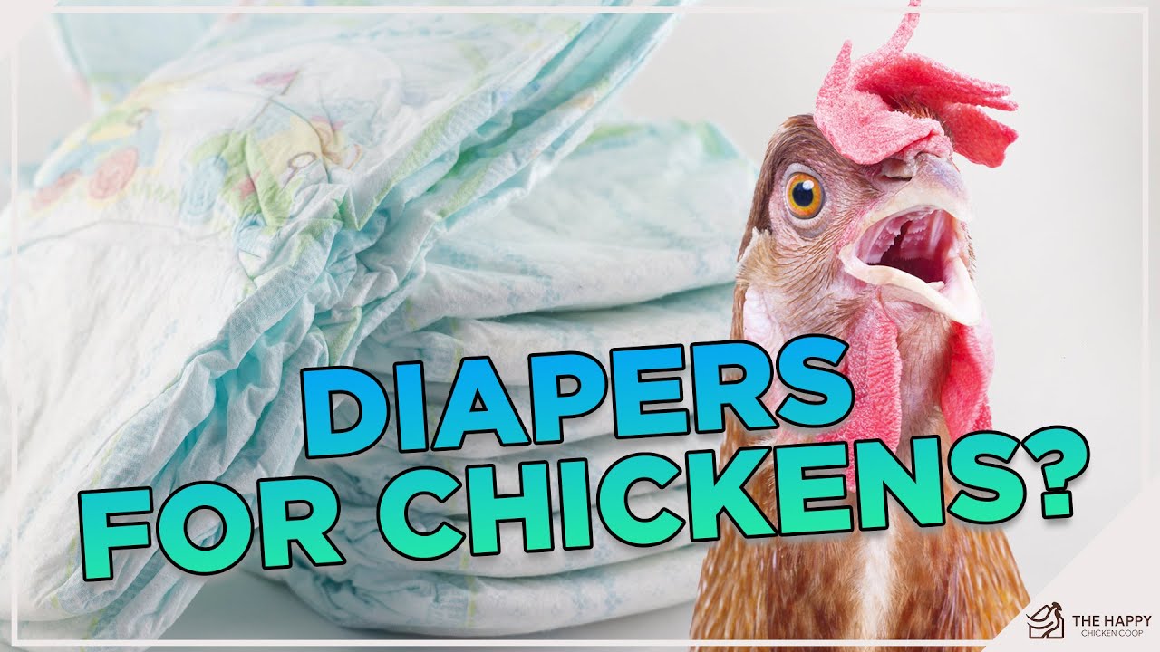 People Have House Hens Now?!