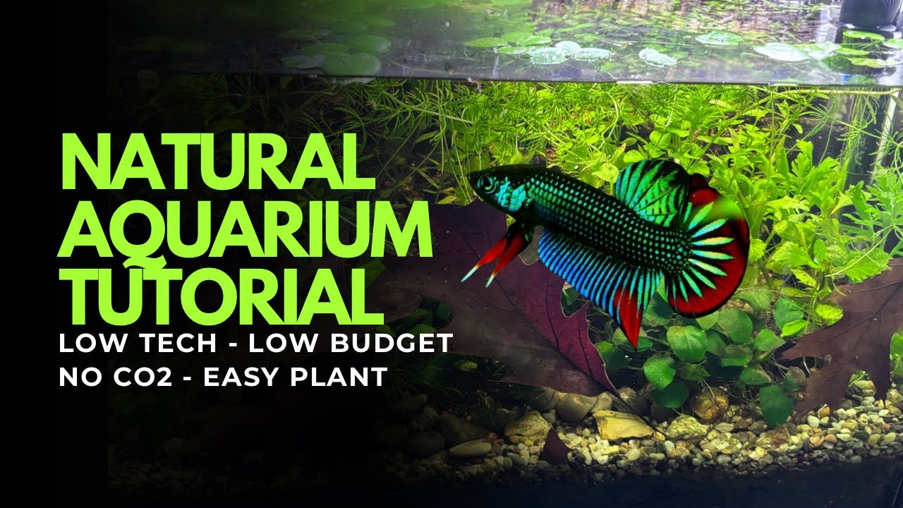 Acquario Naturale Low Budget da 45 Litri 🌿 | Setup per Betta Imbellis (Wild Form)