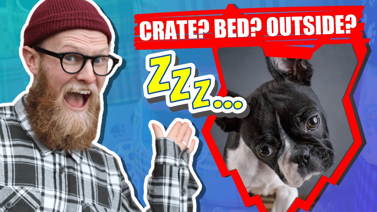 Where Should My BOSTON TERRIER PUPPY Sleep?