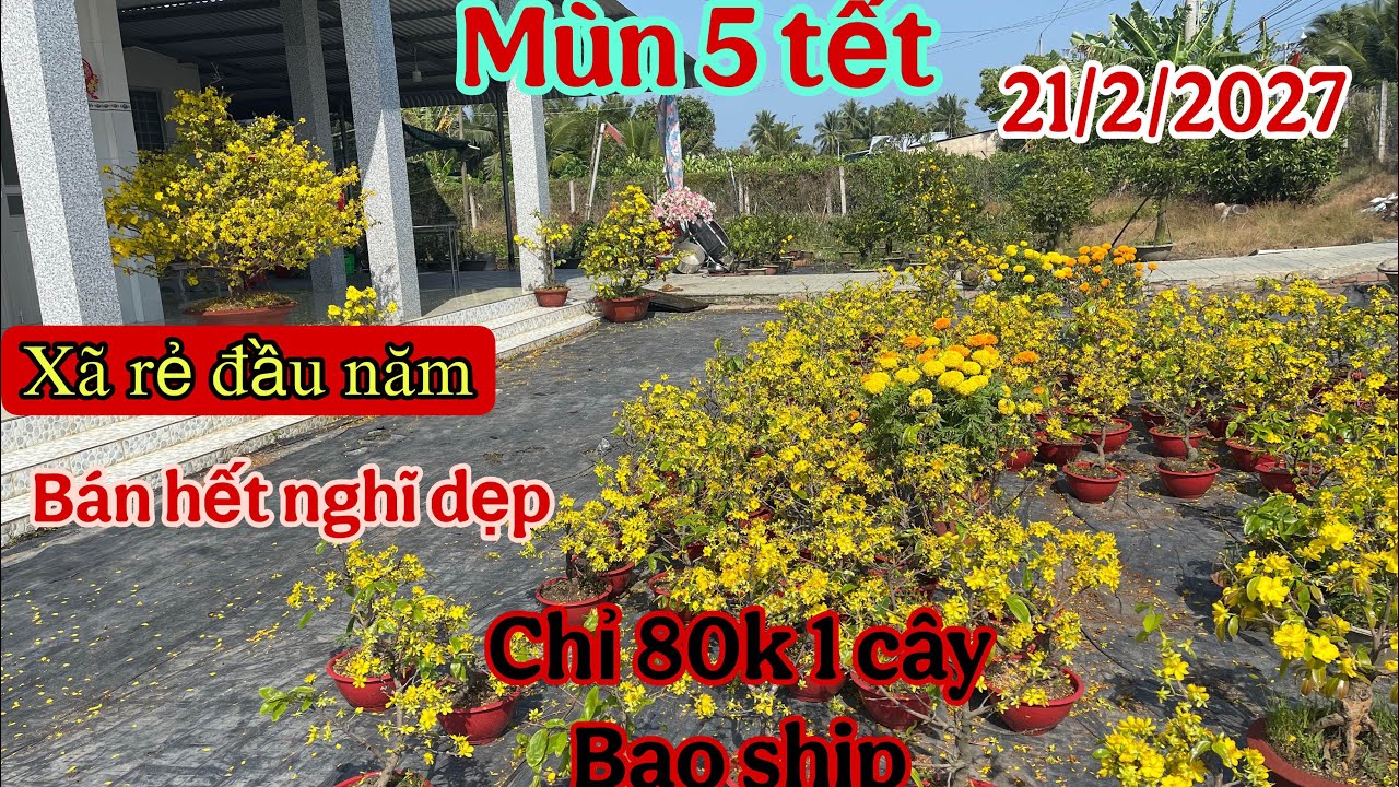 21/2/2027🌲vườn mai minh trí☎️0335949680 xã rẻ lô mai ghép hơn 3 mùa chỉ 80k 1 cây bao ship 