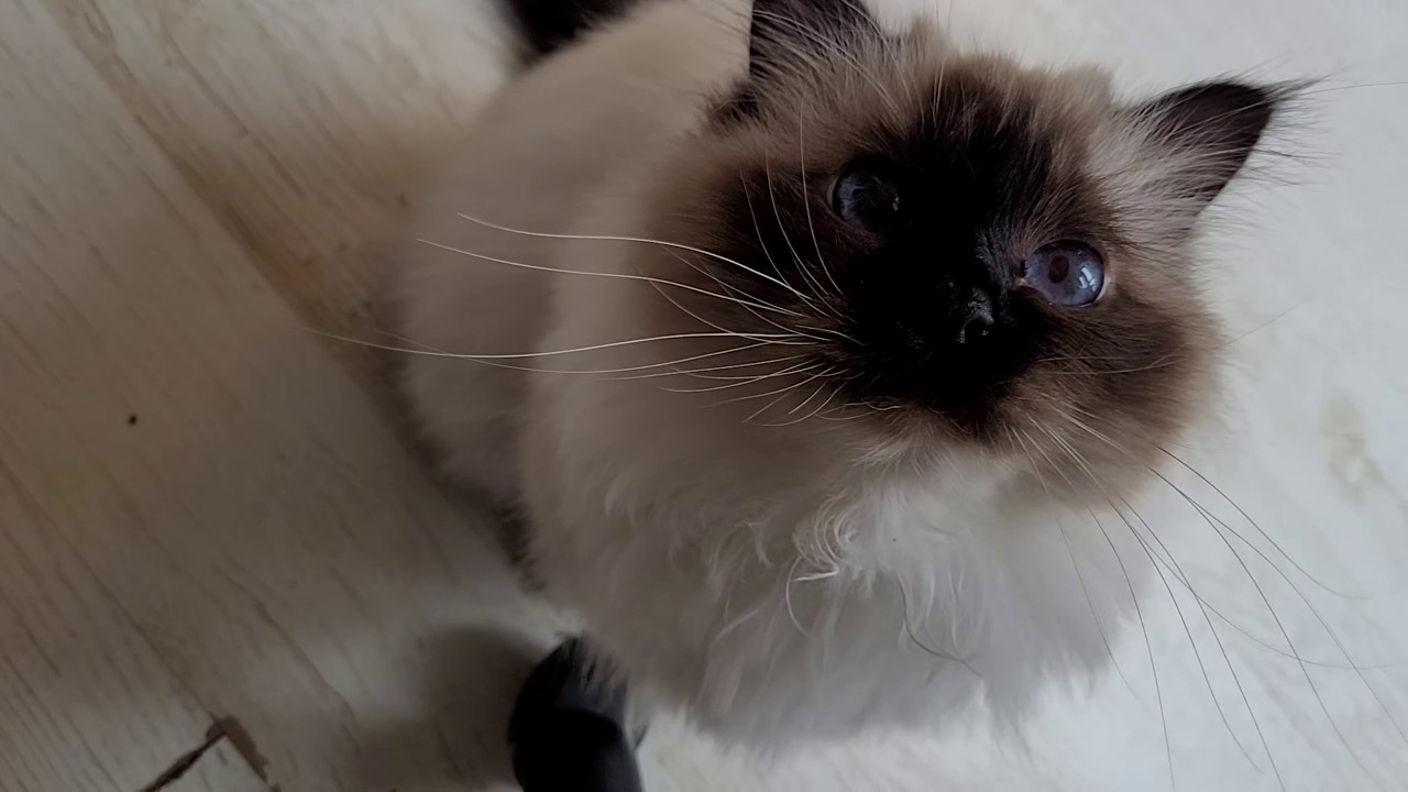 Purrfessional Meower Politely Negotiates A Cuddle Bonus