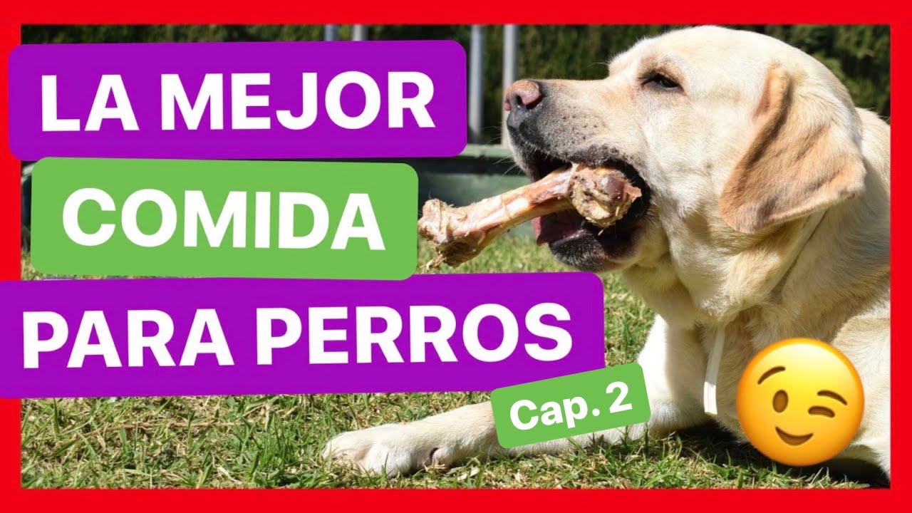 Cómo ALIMENTAR a tu PERRO ✅ - La DIETA NATURAL es la SOLUCIÓN 🍖 [2ª Parte]