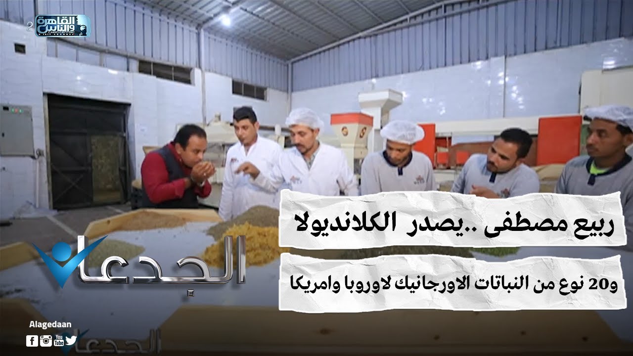 ربيع مصطفى يصدر الكلانديولا و20 نوع من النباتات الاورجانيك لاوروبا وامريكا