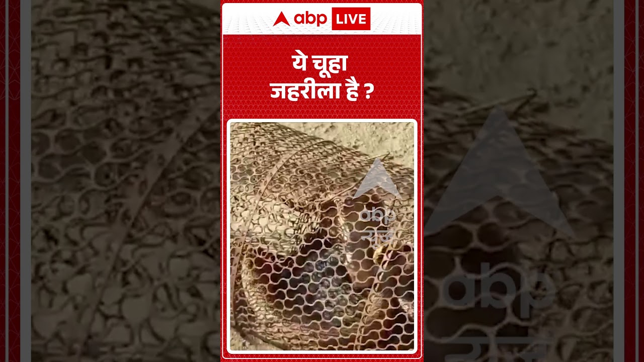 Viral Video : ये चूहा जहरीला है ? | #CobraInRatTrap #BettiahNews #ShockingViralVideo