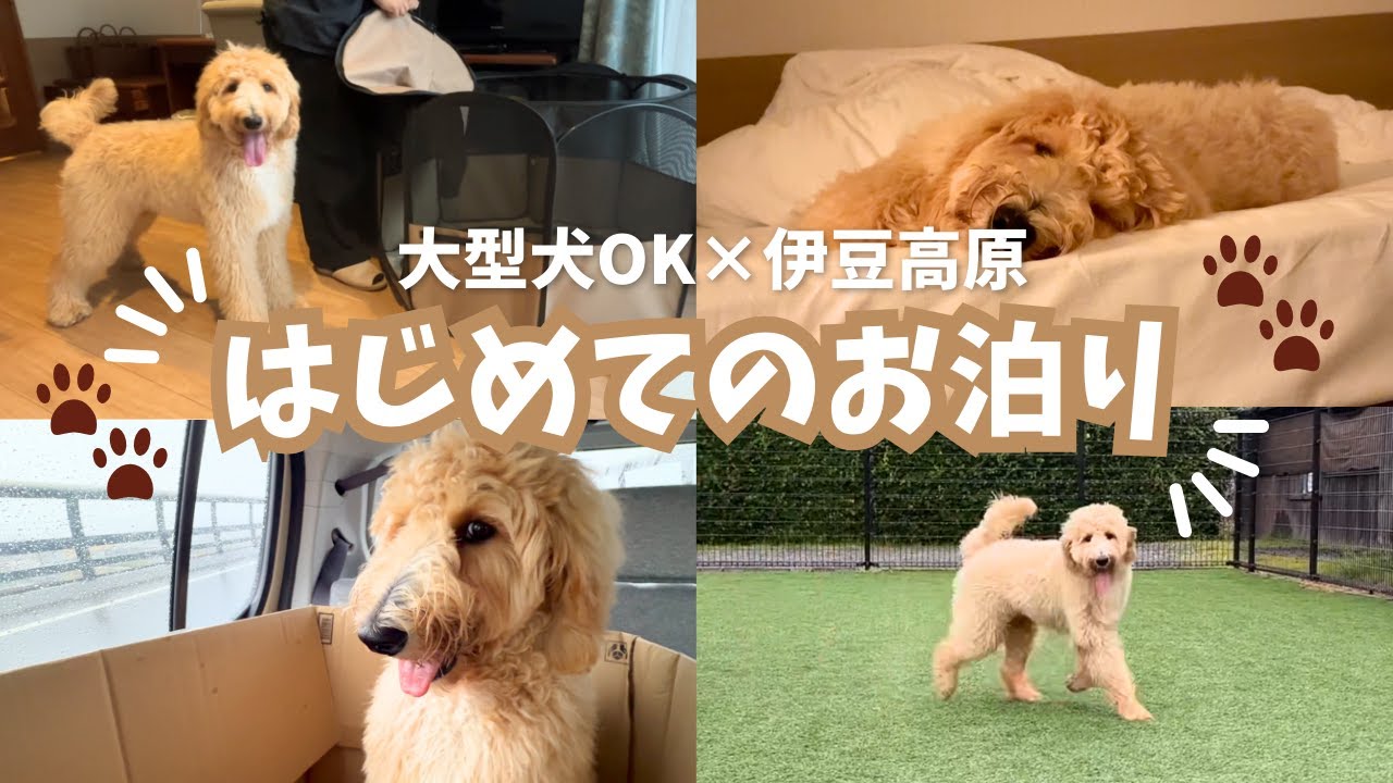 はじめてのお泊まりで脱走ハプニング！？大型犬OK宿に行ってきたよ【生後6ヶ月】