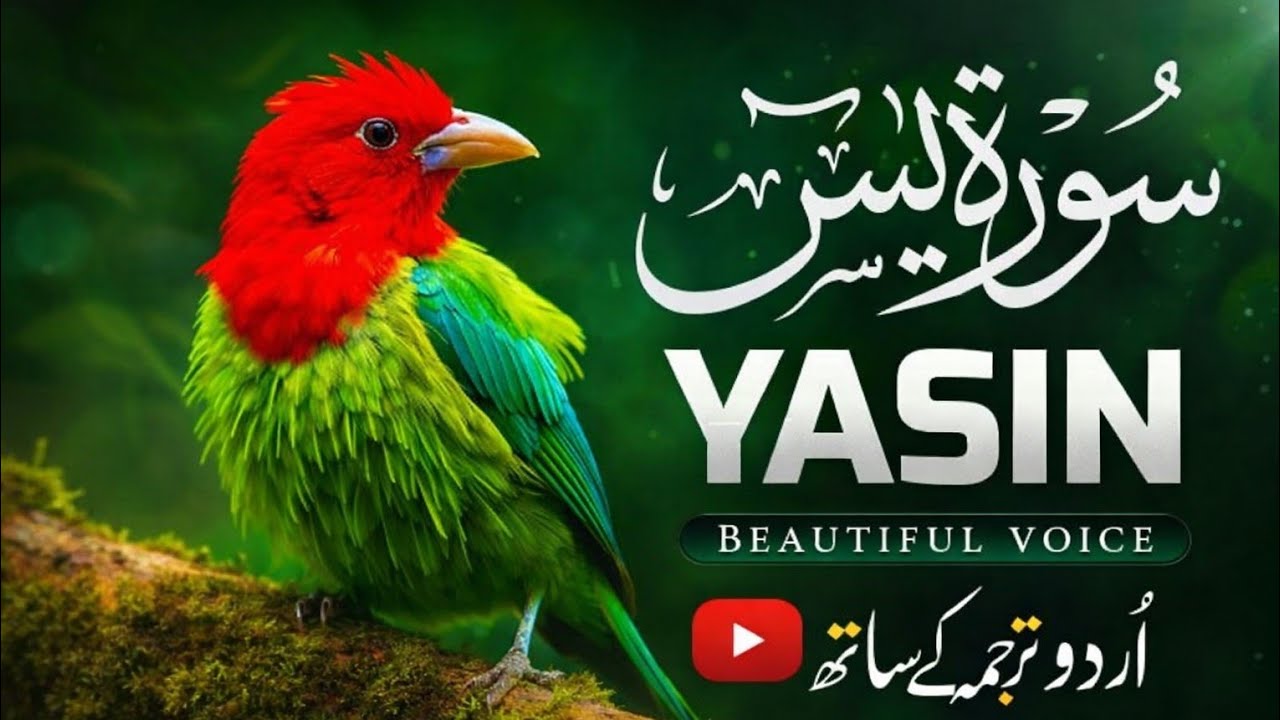 Surah yaseen Full With Urdu Translation l Heart Touching Voice l Tilawat Quran Gold