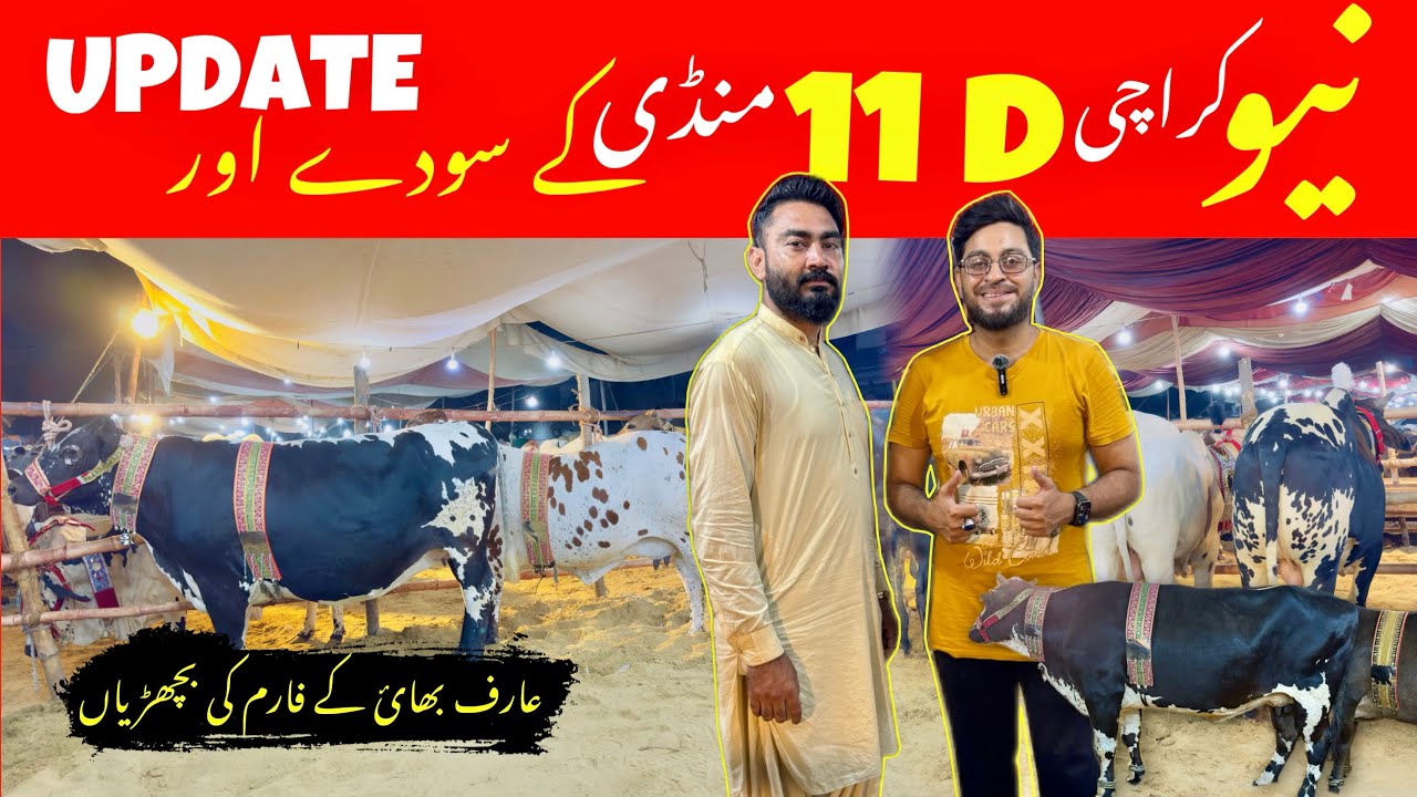 New Karachi 11 D Car Bazar Mandi Ki Update Aur Soday | Bharpur Janwar Aagay 11 D New Karachi me