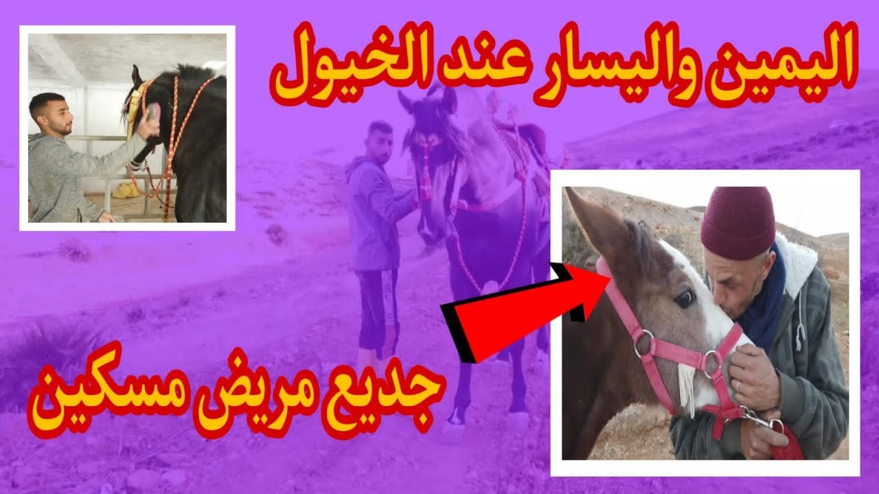 مشينا نشوفو جديع مريض مسكين 🐎 وها كيفاش علمنا الخيل اليمين واليسار 🔥