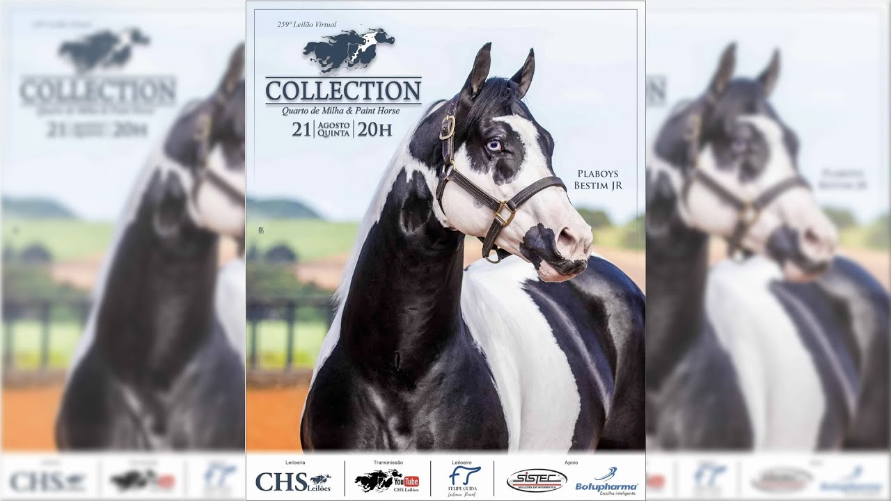 259&ordm; Leil&atilde;o Virtual Collection