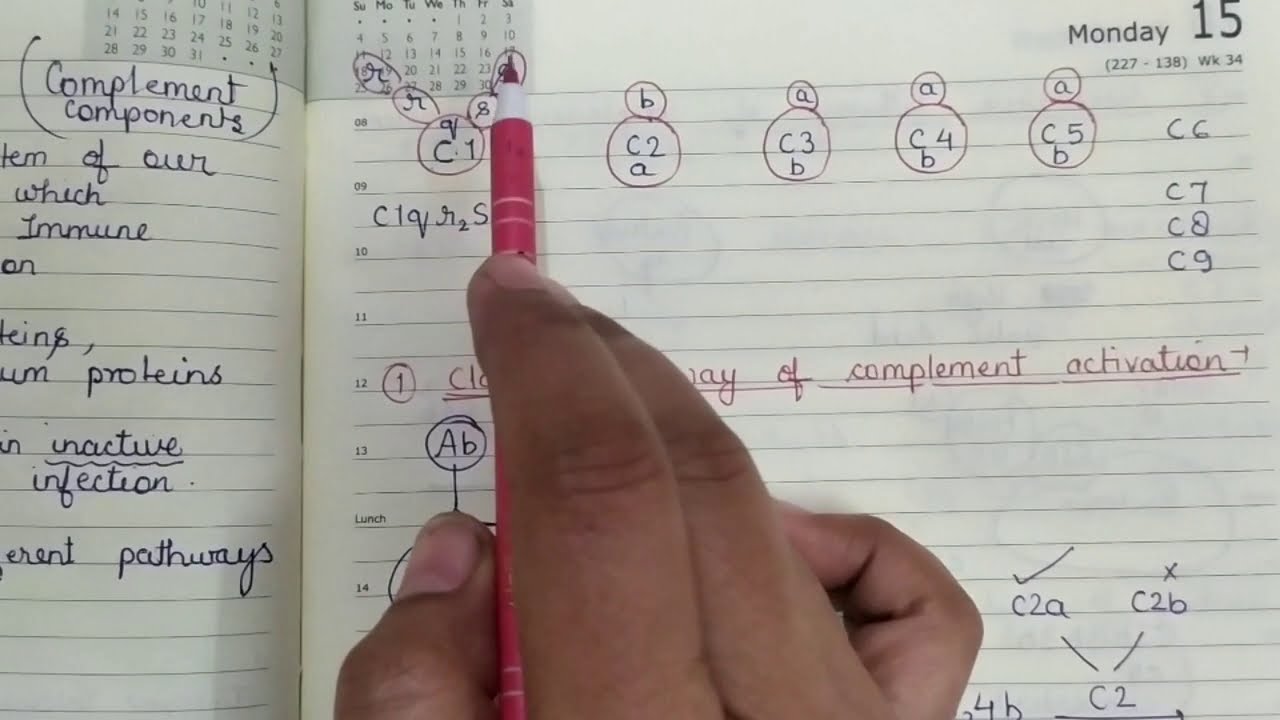Complement System