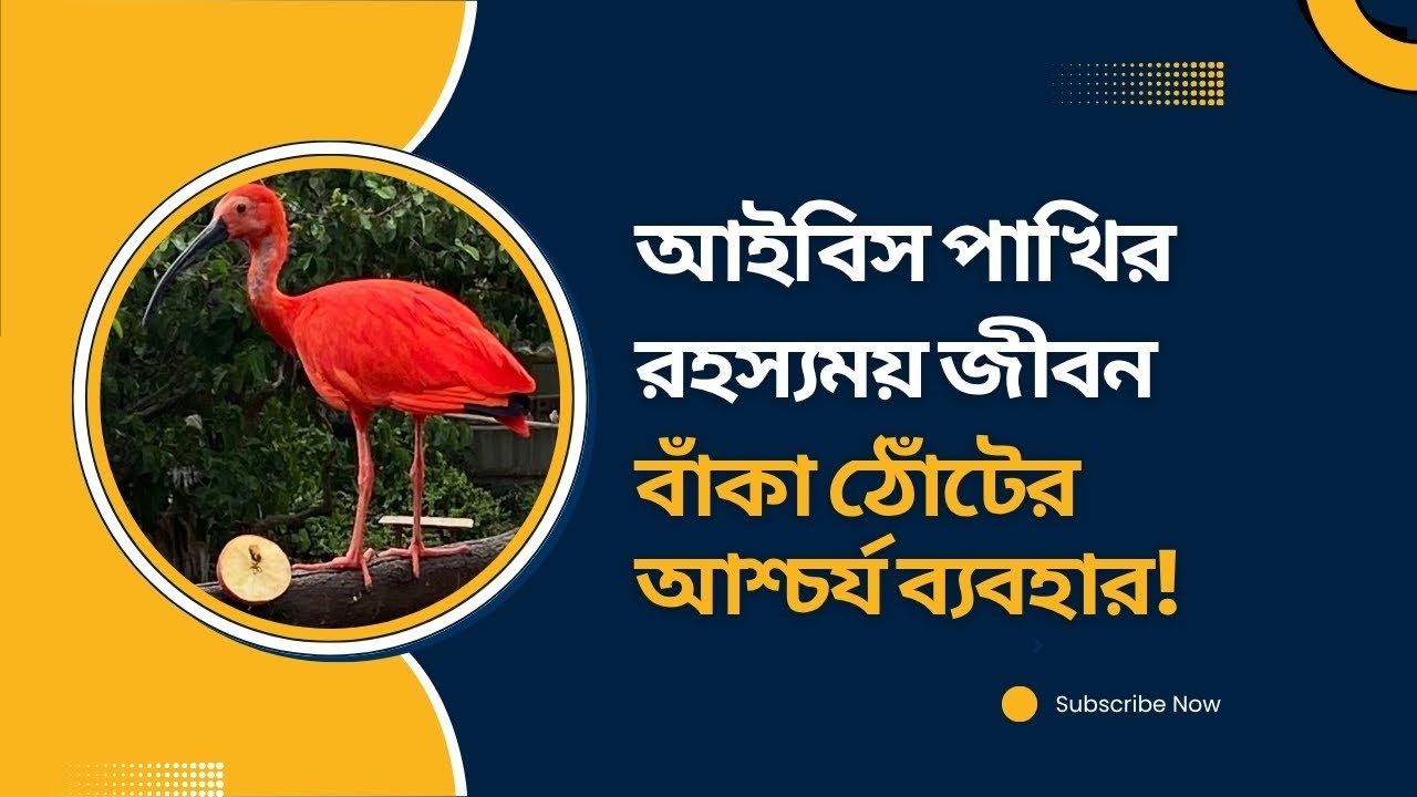 আইবিস পাখির রহস্যময় জীবন