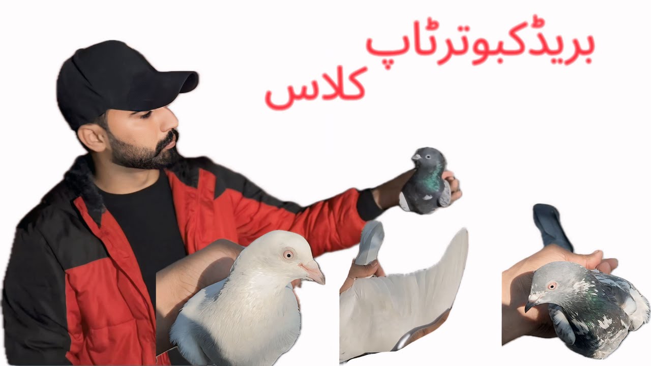 Breeder Kabutro Ka Shonkq Kry ... 