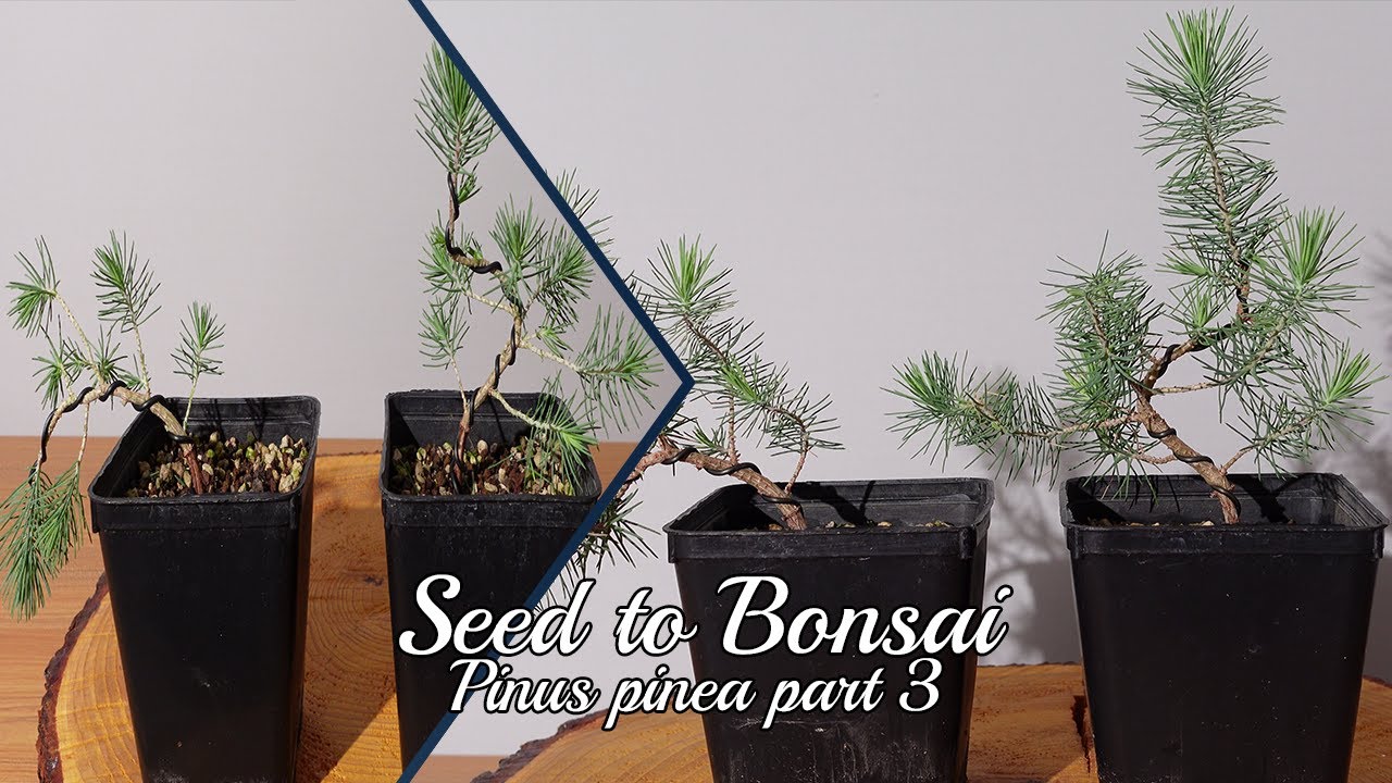 Seed to Bonsai: Stone Pine (Pinus Pinea) #3