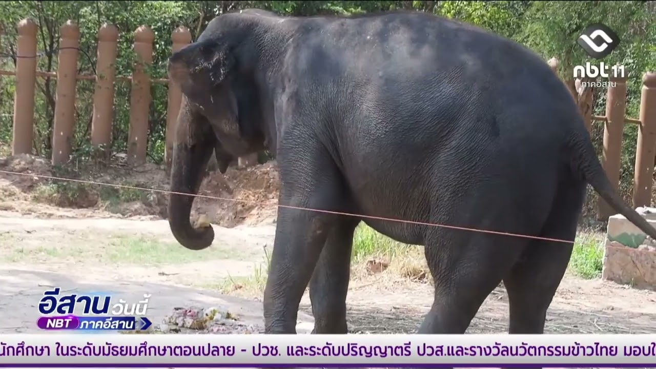 สวนสัตว์ขอนแก่นมอบอาหารแช่แข็งคลายร้อนให้ช้างวันช้างไทย | อีสานวันนี้ 12 มีนาคม 2569