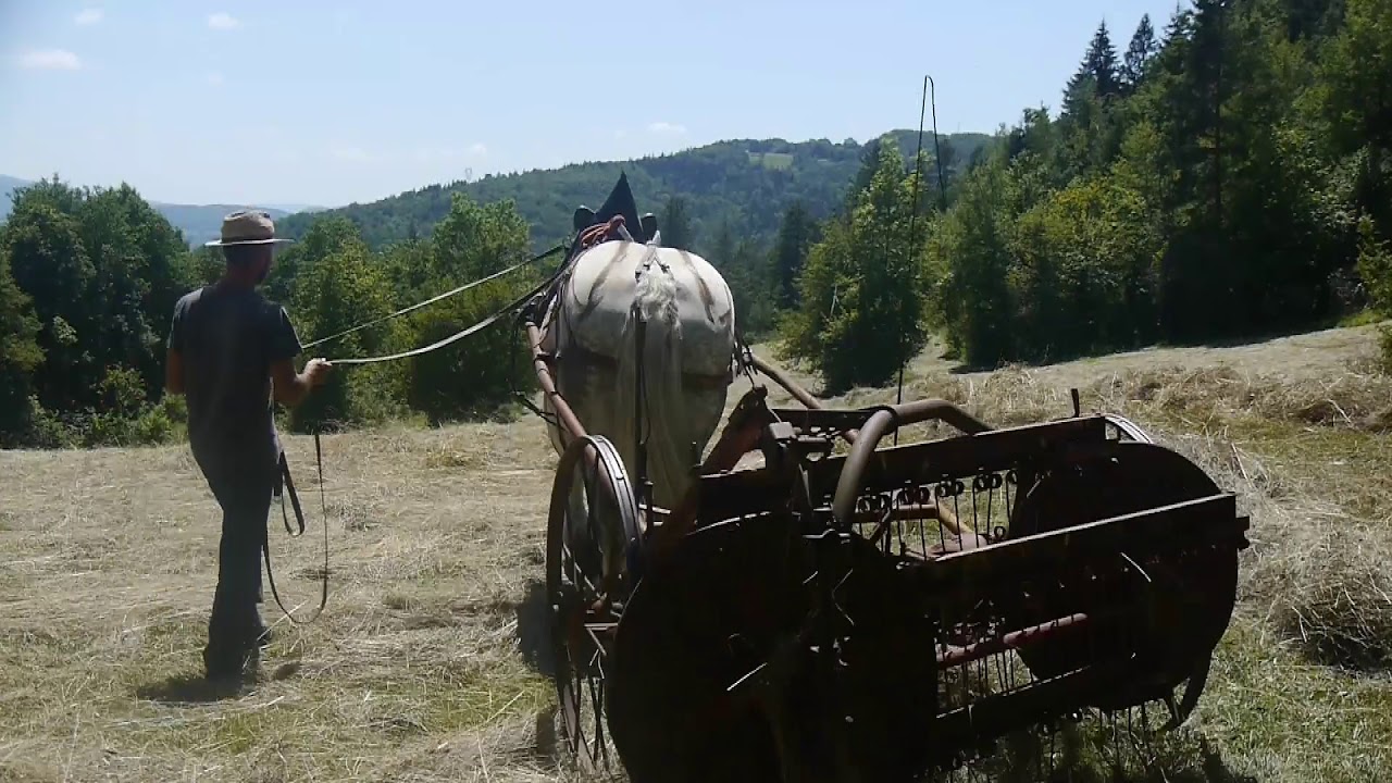 un cheval de trait pour les foins