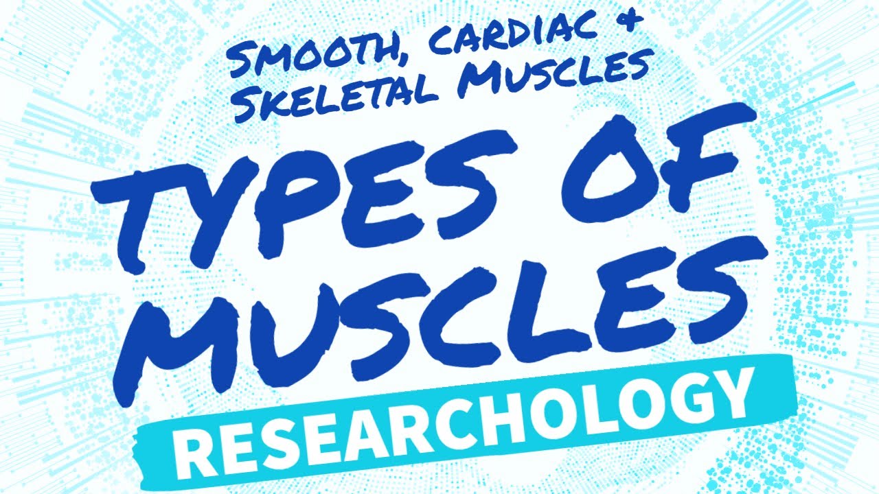 Types of Muscle Tissues | Smooth Muscles, Cardiac Muscles & Skeletal Muscles | RESEARCHOLOGY | URDU