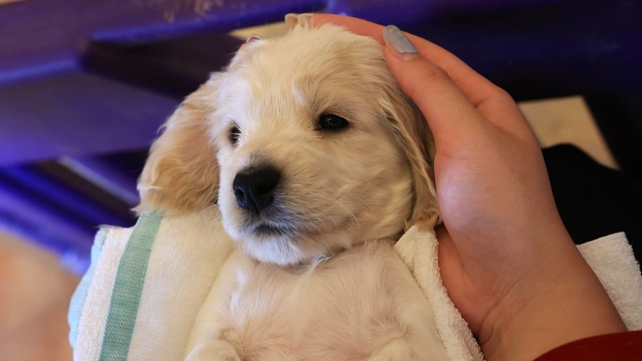 子犬のお迎え🍼伊豆旅行🕊️赤ちゃんコッカーとの暮らし🐶