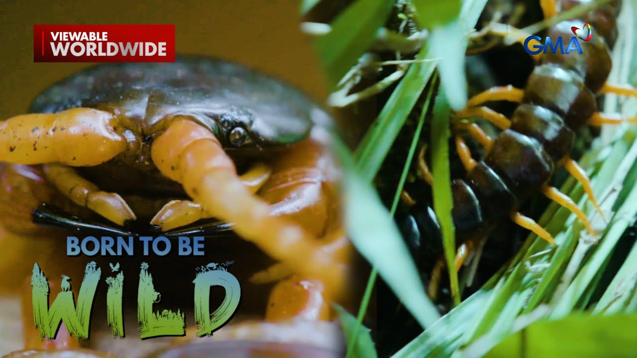 Higanteng alupihan, namataan sa kagubatan ng Negros Occidental?!  | Born to be Wild