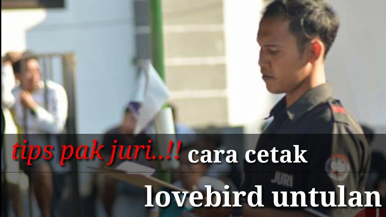 tips mudah setting lovebird untulan