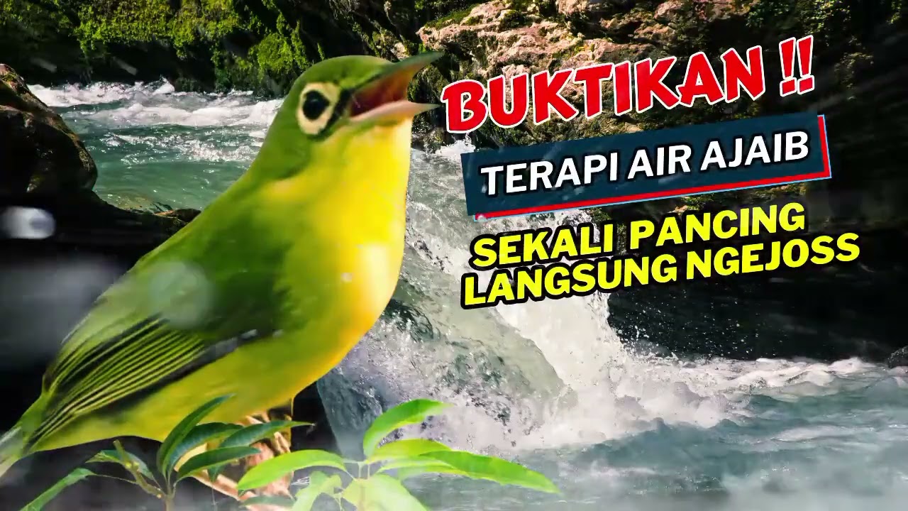 Terbukti Ampuh! Terapi Air Kecial Kuning Lombok Bikin Tambah Sehat | Masteran Kecial Kuning Lombok