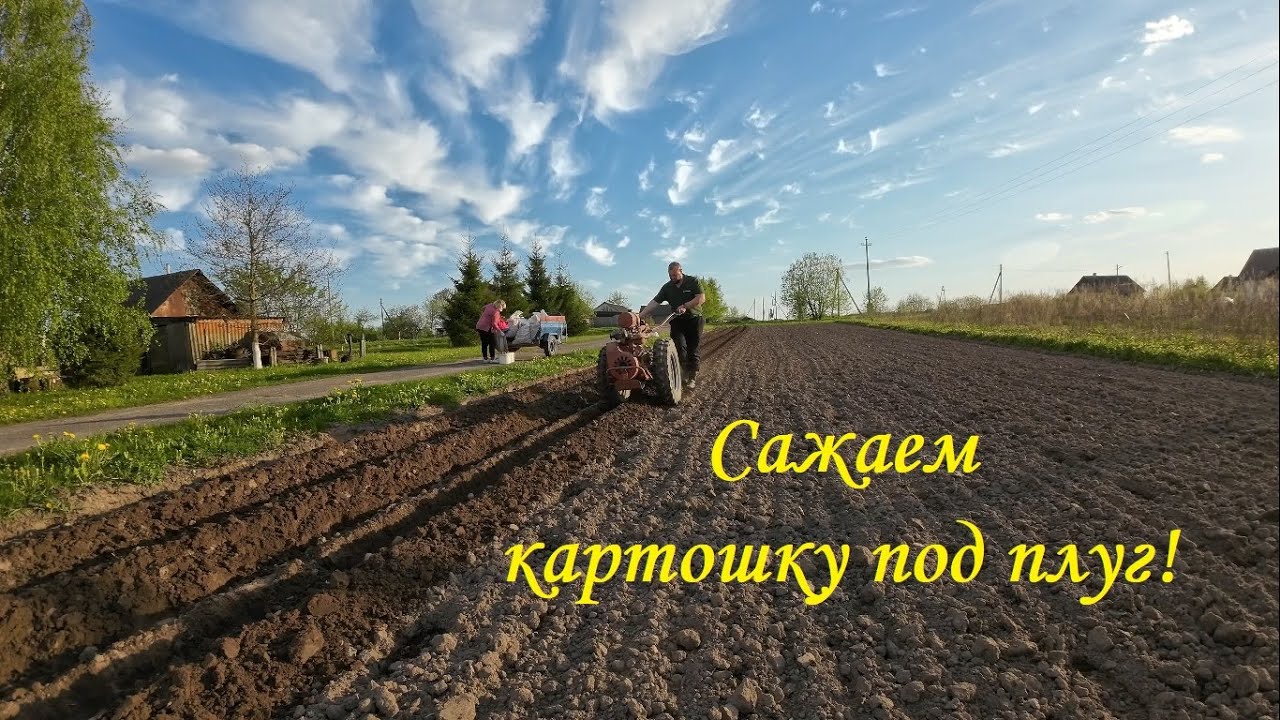 ❗Сажаем картошку под плуг мотоблока❗